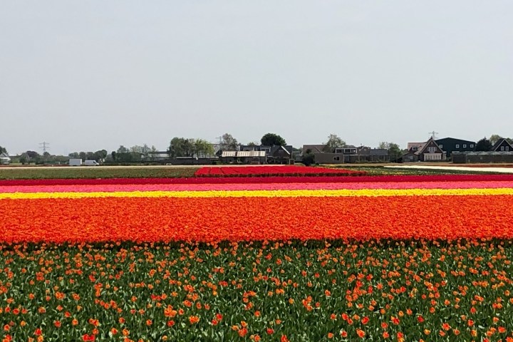 a train on a track near a field