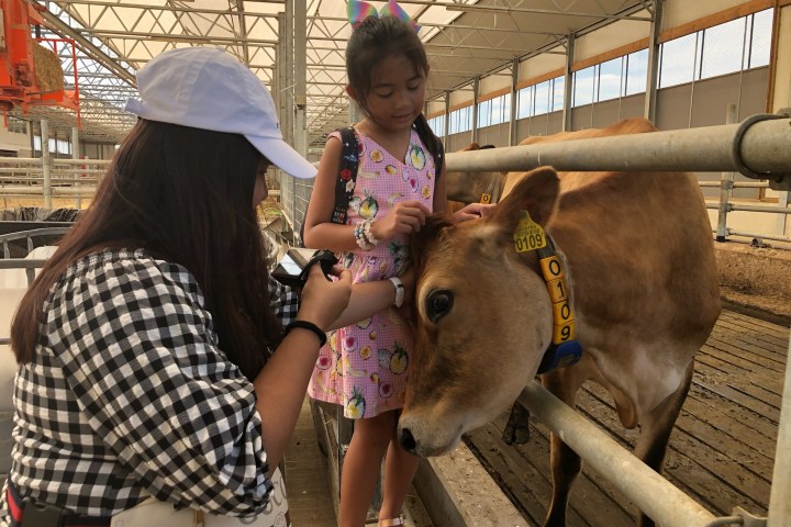 a woman petting a sheep