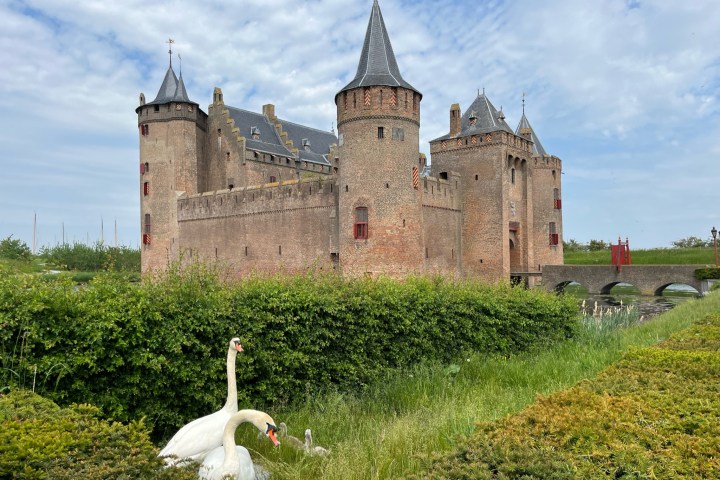 a bird sitting on grass in front of Muiderslot