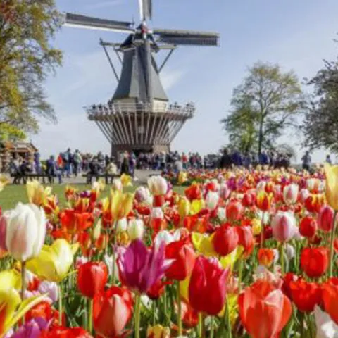 Keukenhof in the Netherlands