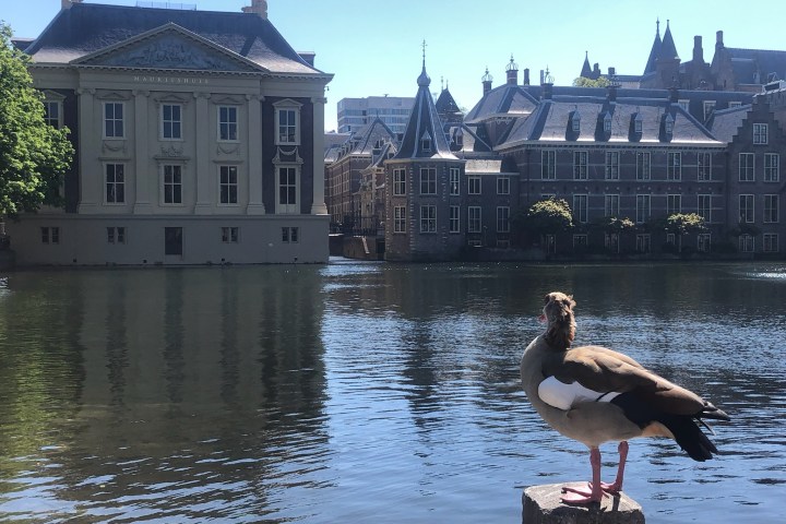 a bird standing in front of a building
