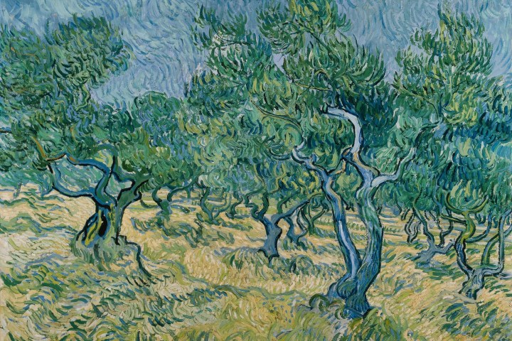 Impressionist painting of an olive grove with swirling trees and sky.